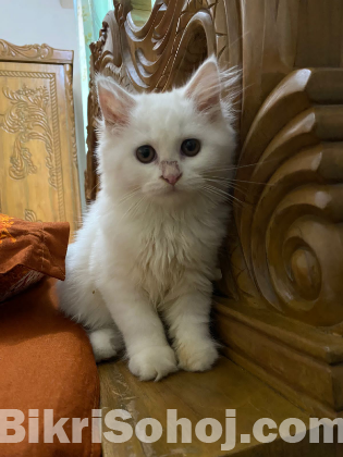 Traditional persian cat female baby